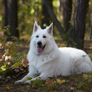 Белая Швейцарская Овчарка Крым