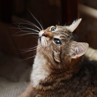 Кошки ищут Дом