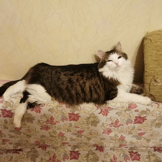 Не плачь, Кицюнкен