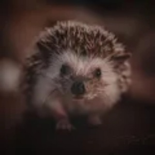 ЁЖик Лисичкин Sponsr Спонср СЛИВ