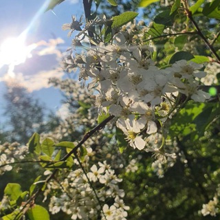 Сибирские будни