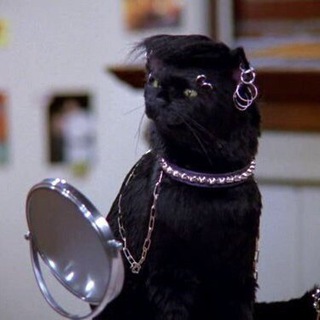 Киса выбирает вечеринку