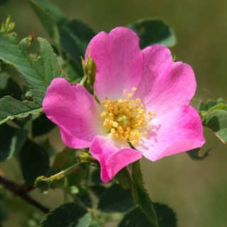 Куст шиповника