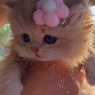 •𝗠𝗘𝗢𝗪•