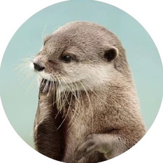 Дуров, верни стену!