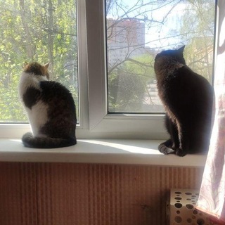 Два кота и чашка кофе