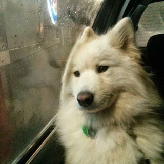 Животные в поисках смысла