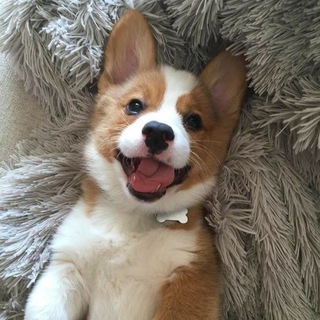 Фонд Помощи Животным | Animal Helper