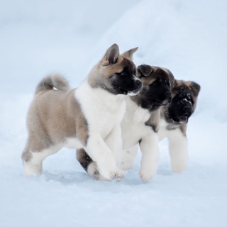 Репродукция животных