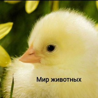 Инкубационное яйцо, цыплята, птицеводство 🐣