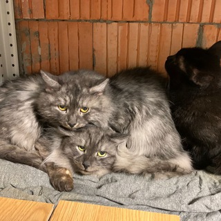 Кошки 90-летней бабушки