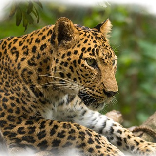 Nature / Animal / Photography related Telegram Channels Backup by RTP