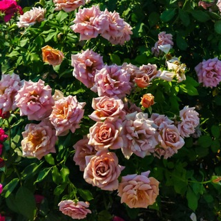 Евгения My Garden🌹