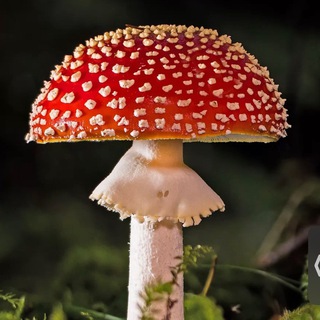 Книги 🍄 и Видео