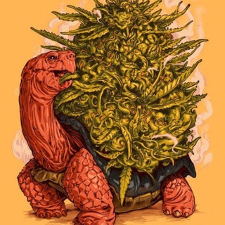 Cali Plug BCN🇪🇦