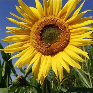 Я здоров(а)!