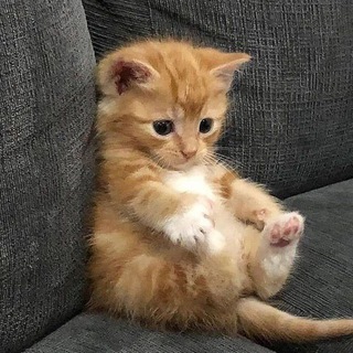 🪴🌿✧｡Магазинчик WildCraft｡✧🌿🪴 коронавирус🦠