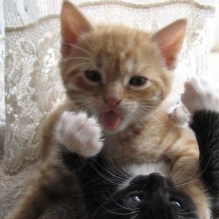 Котэ❄️🎅🏿🤓#шо#чо#дотер?#срождафагер#бибизян