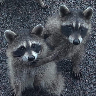 ˈpʌblɪk ˈtɔɪlɪt