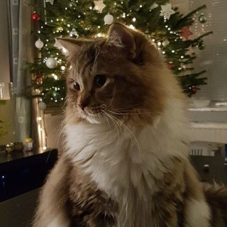 ໒꒱мятный завтракꜝꜞ. ༣