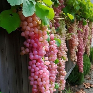 ᯽ чатик с юпи . 𑊢