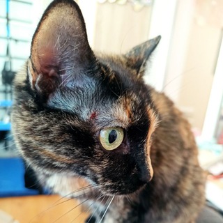 Няшные котики