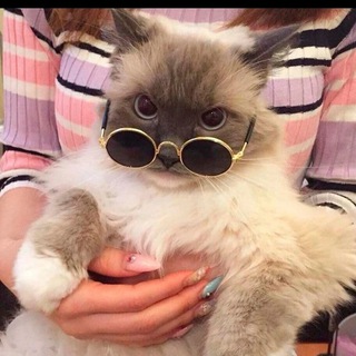 твои сохры🕊