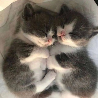 ｡.✿M͓i͓r͓a͓c͓l͓e͓✿. ｡