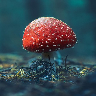 Мухоморы Санкт-Петербург