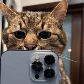 𝓜𝓸𝓸𝓷𝓬𝓮𝓵𝓪𝓻