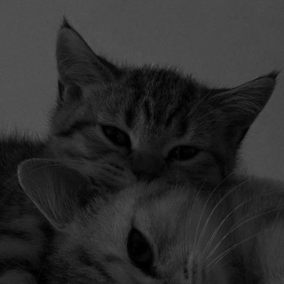 𝕄𝕦𝕤𝕚𝕔🎼👑