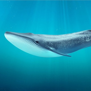 Музыка Аквинского