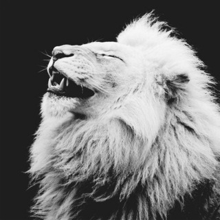 🐯 Самаркандцы ✅