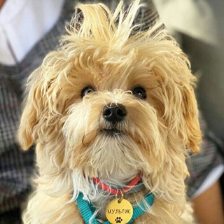 МУЛЬТличности