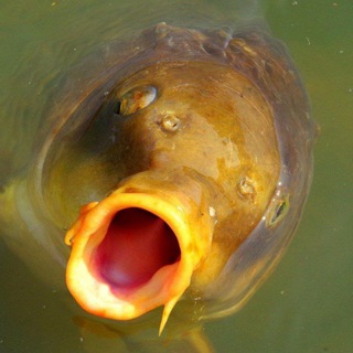 Инсайды от Осётра