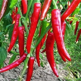 Острый перец