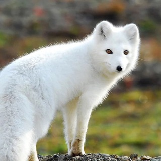 Полный песец