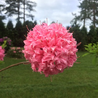 ❗️БАЗА ЗНАНИЙ САДОВНИКА