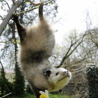 Записки мышки