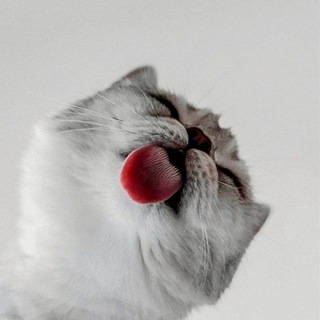 Хакуна Матата