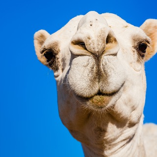 ТГ Дайджест