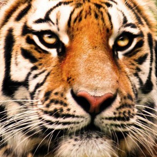 Большая Политика