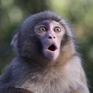 ЭНЦИКЛОПЕДИЯ ЖИВОТНЫХ