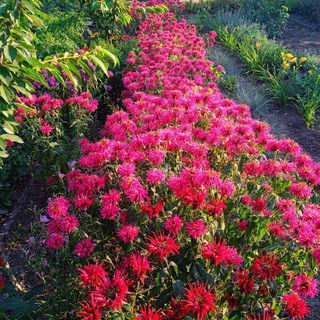 Декоративные растения КРАСНОДАР🌱23🪴