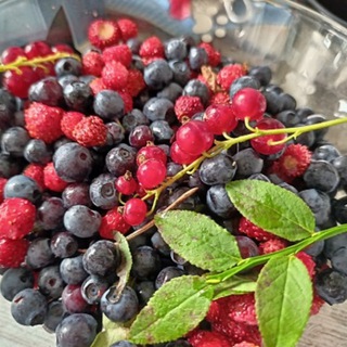 Лес-природа-грибы-рыбалка