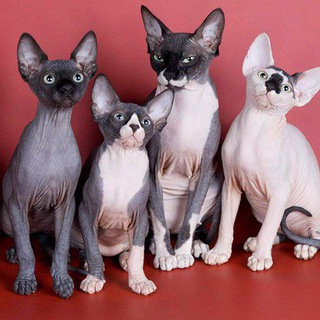 СФИНКСЫ и ДРУГИЕ