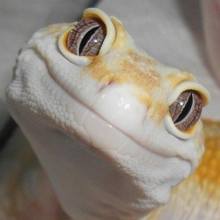 Тут про природу🦎 и не только☠️