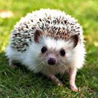 Продажа от ежа | Отзывы