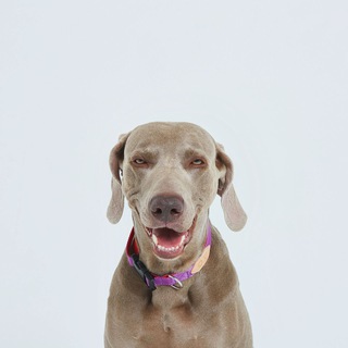 Mr.Bone собачки и вышивки