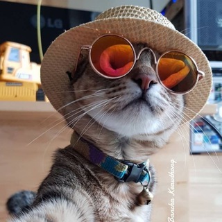 Котомания☺️